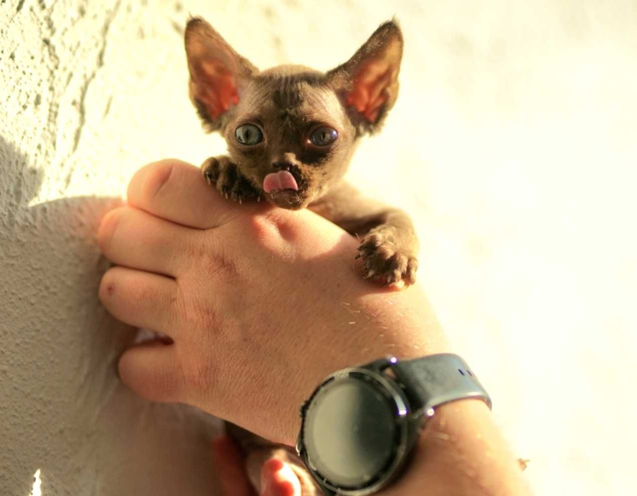 Gucio czekoladowy kocur Devon Rex