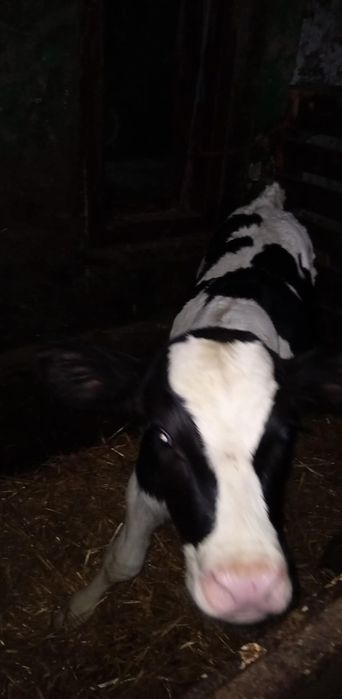 Cielak jałówka jałóweczka