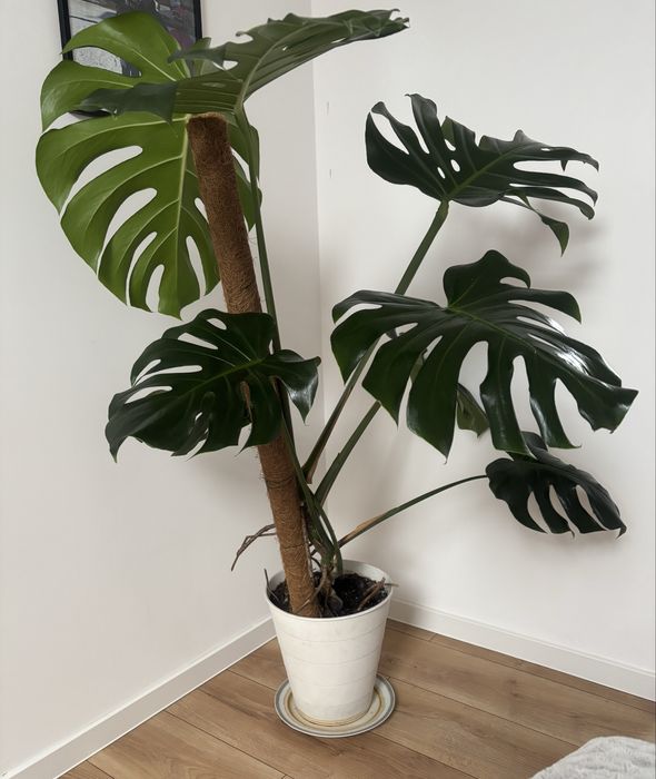 Piękny kwiat Monstera Deliciosa wysokość ok.130 cm
