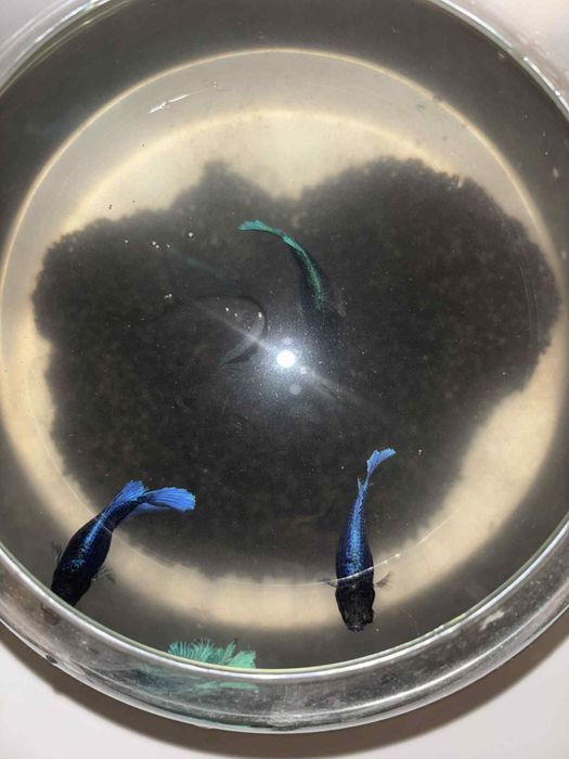 Bojowniki 5 sztuk okaxja