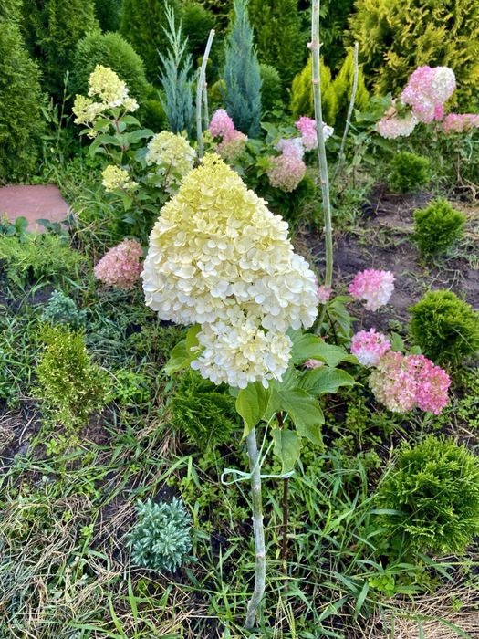 Гортензія . Хвойні рослини