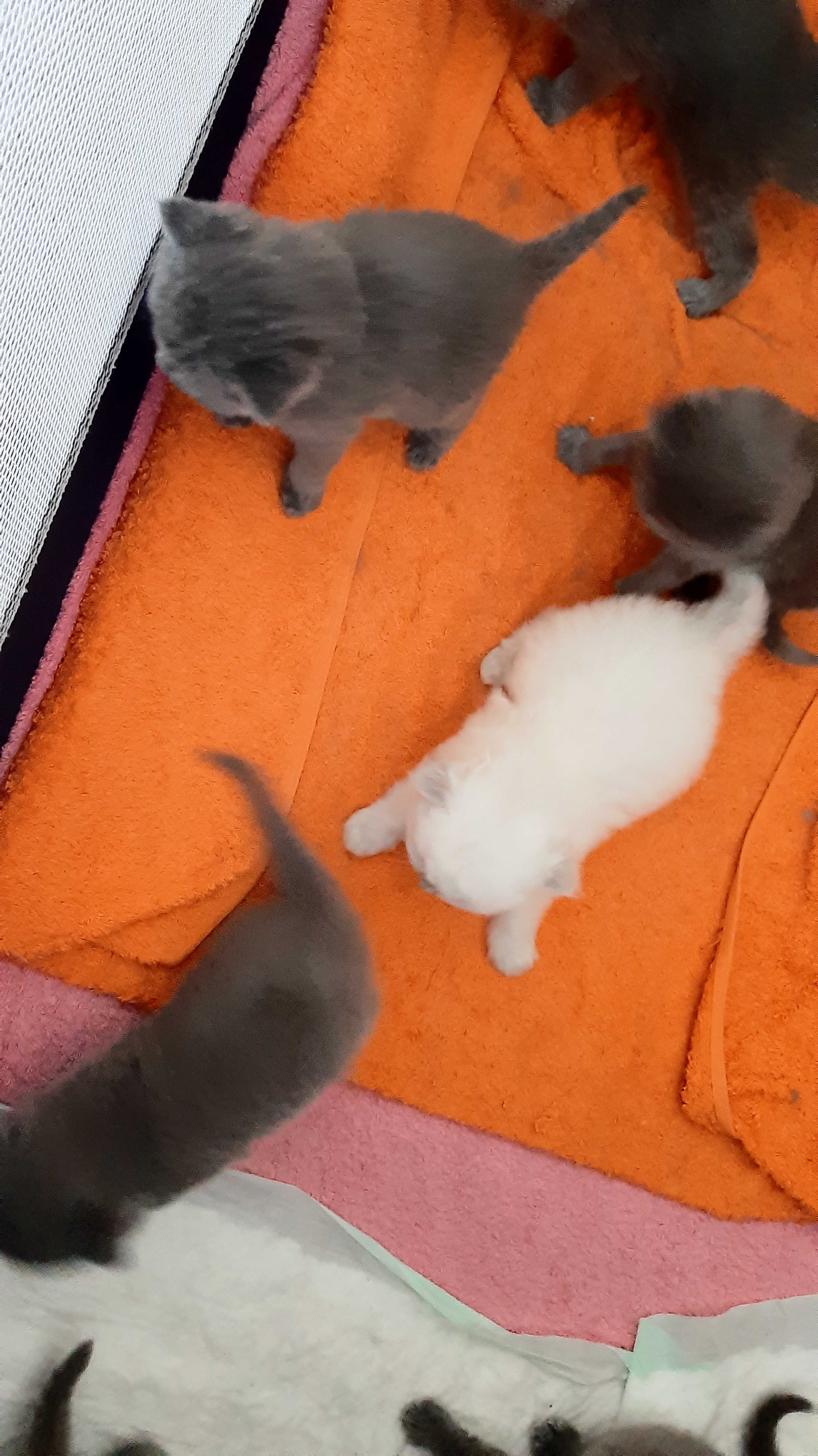 Scottish Fold point azul macho