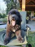 MARLEY piesek Nowofundland,ur.15.06,rodowód cztero pokoleniowy.