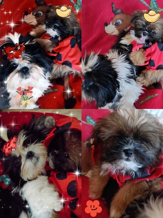 Чудове малятко-хлоп'ятко Ши-тцу, Київ