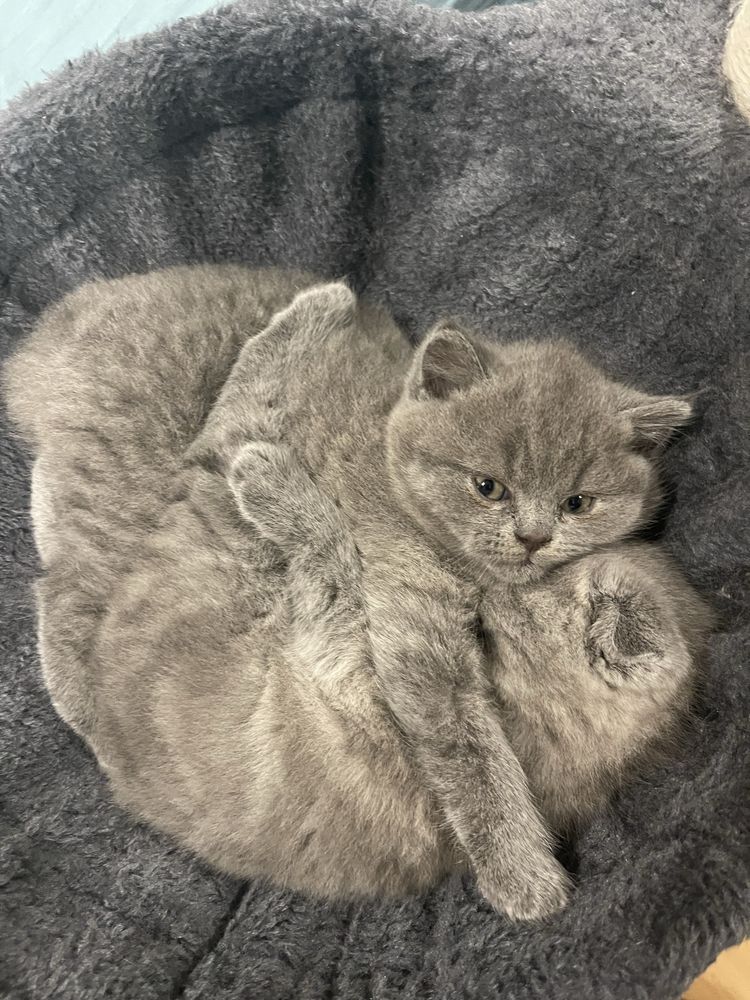 Кошенята шотланські