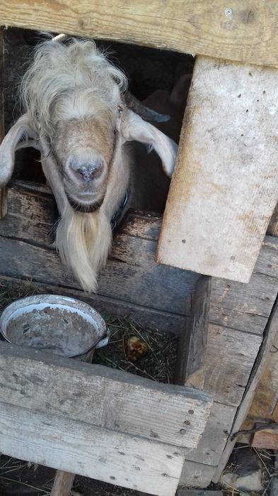 Цап Англонубійський і кізочка