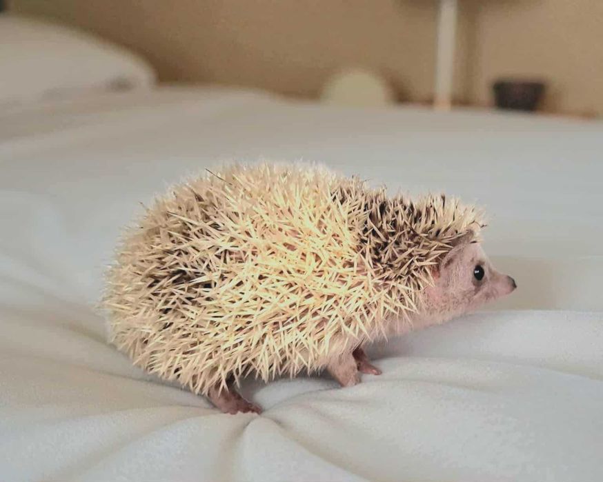 Jeż Jeżyk pigmejski - młode samczyki i samiczki - transport