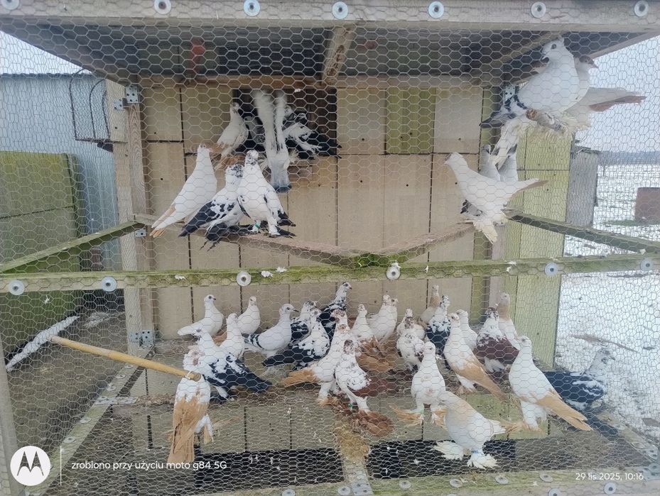 Sprzedam Gołębie Widymy