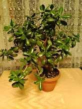 Kwiat doniczkowy Drzewko Szczęścia Duże