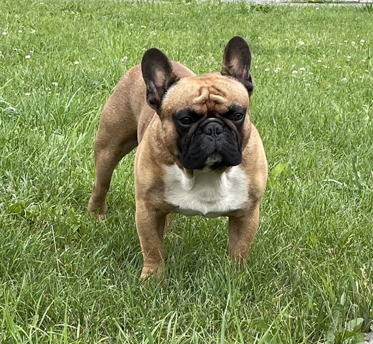 В‘язка Французький Бульдог