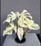 Monstera Variegata Lava Ghost szczepki