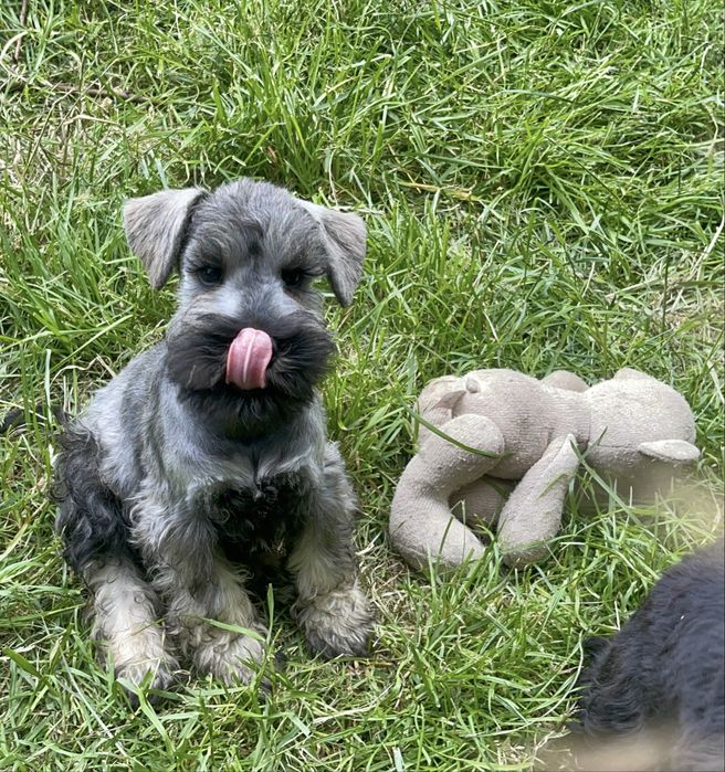 Sznaucer miniaturowy