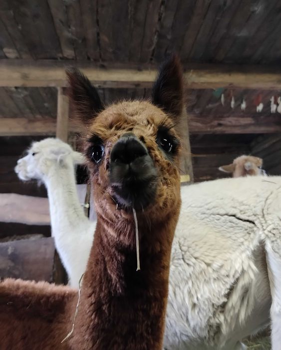 Sprzedam młodego samca alpakę