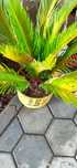 Palmeira jardim com raiz