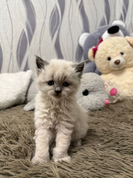 Кошенята Коростень