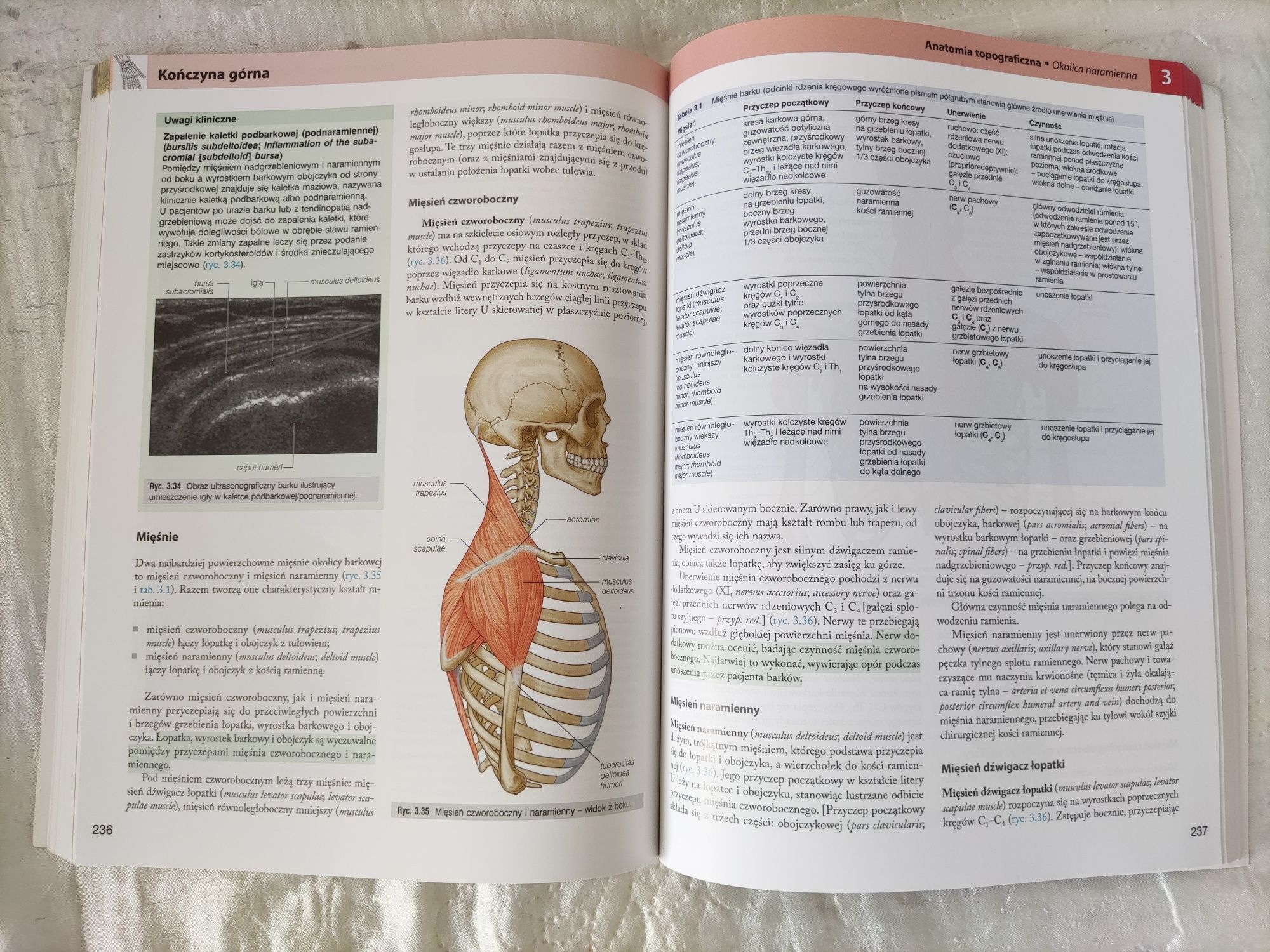Anatomia Gray. Podręcznik dla studentów