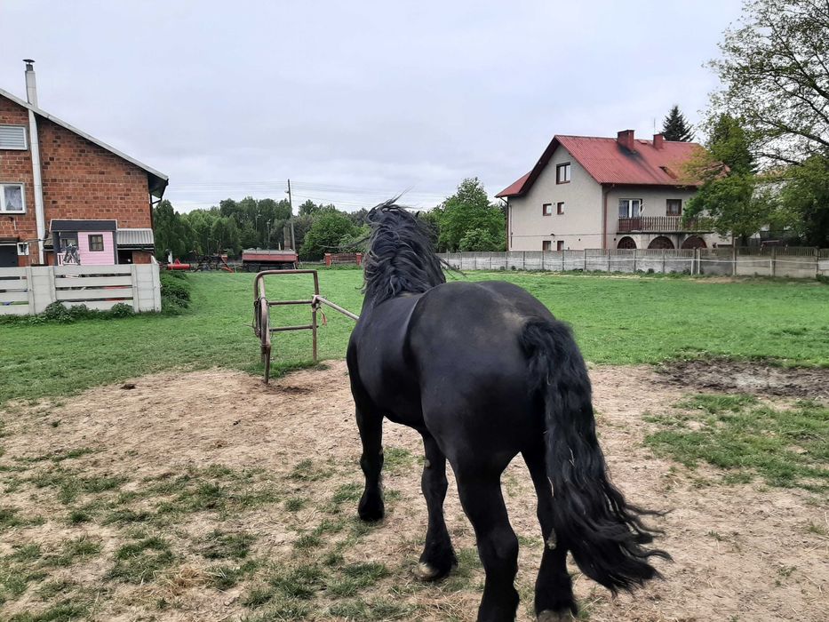 Dwa ogiery zimnokrwiste sztumskie