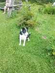 Sunia border-collie