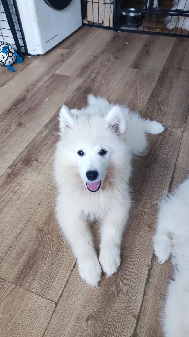 Piesek Samoyed PFK ACW gotowy do zmiany domu + ubezpieczenie zdrowotne