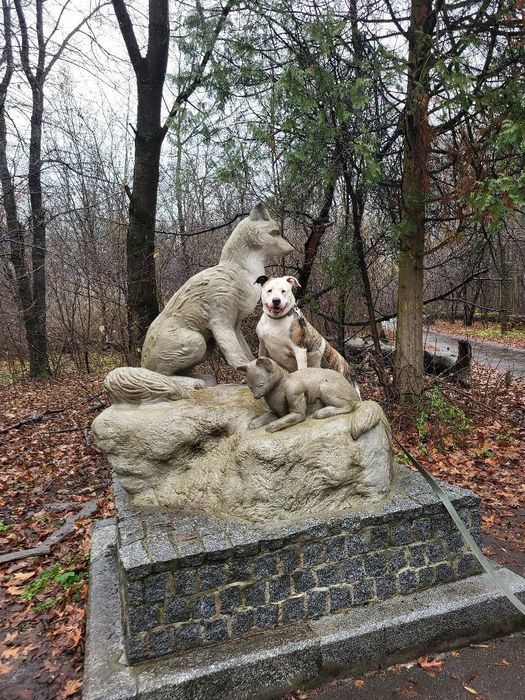 Зевс. Кобель. Тим хто знає породу