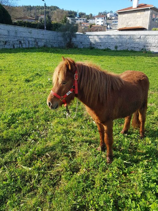 Pónei macho inteiro