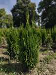 Tuja Thuja Szmaragd 160 cm