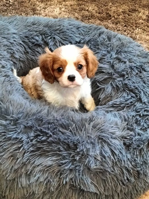 Cavalier King Charles Spaniel