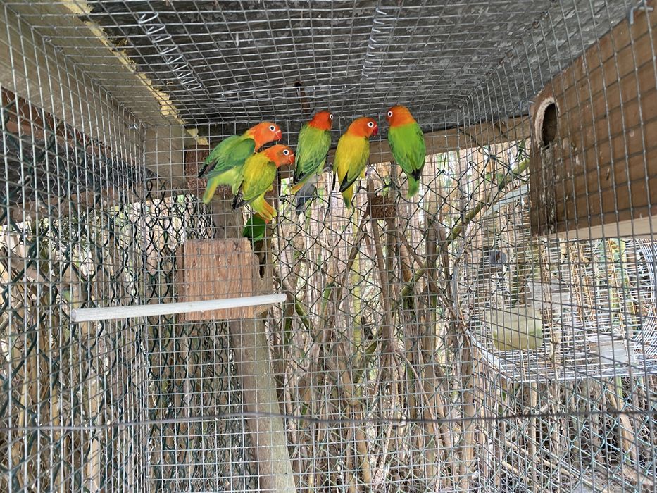 Agapornis fisheri opalinos