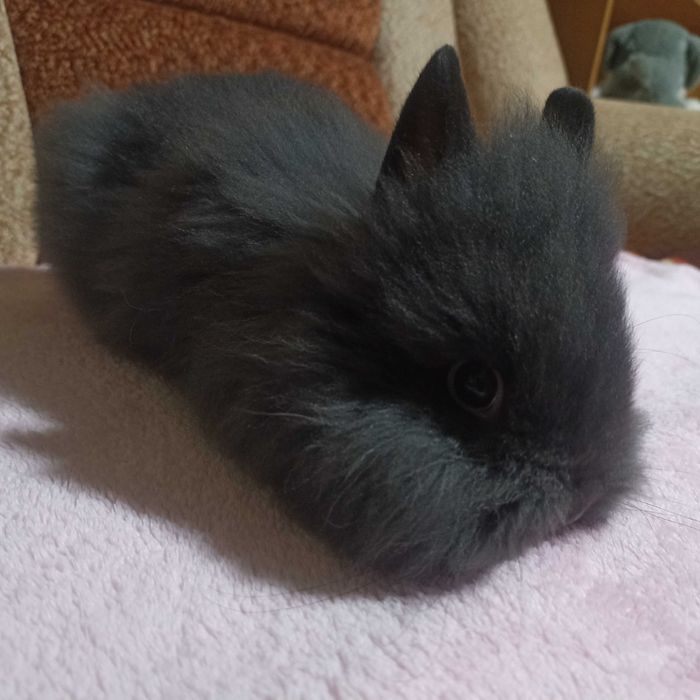 Królik Karzełek Teddy królik Miniaturka gotowe do odbioru króliczki
