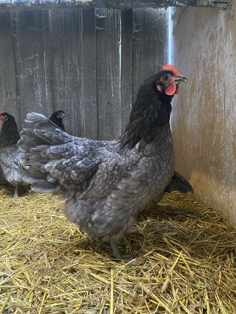 Jaja lęgowe AUSTRALORP niebieski