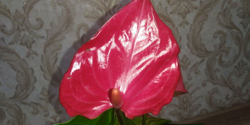 Антуріум Меліто,різні сорти