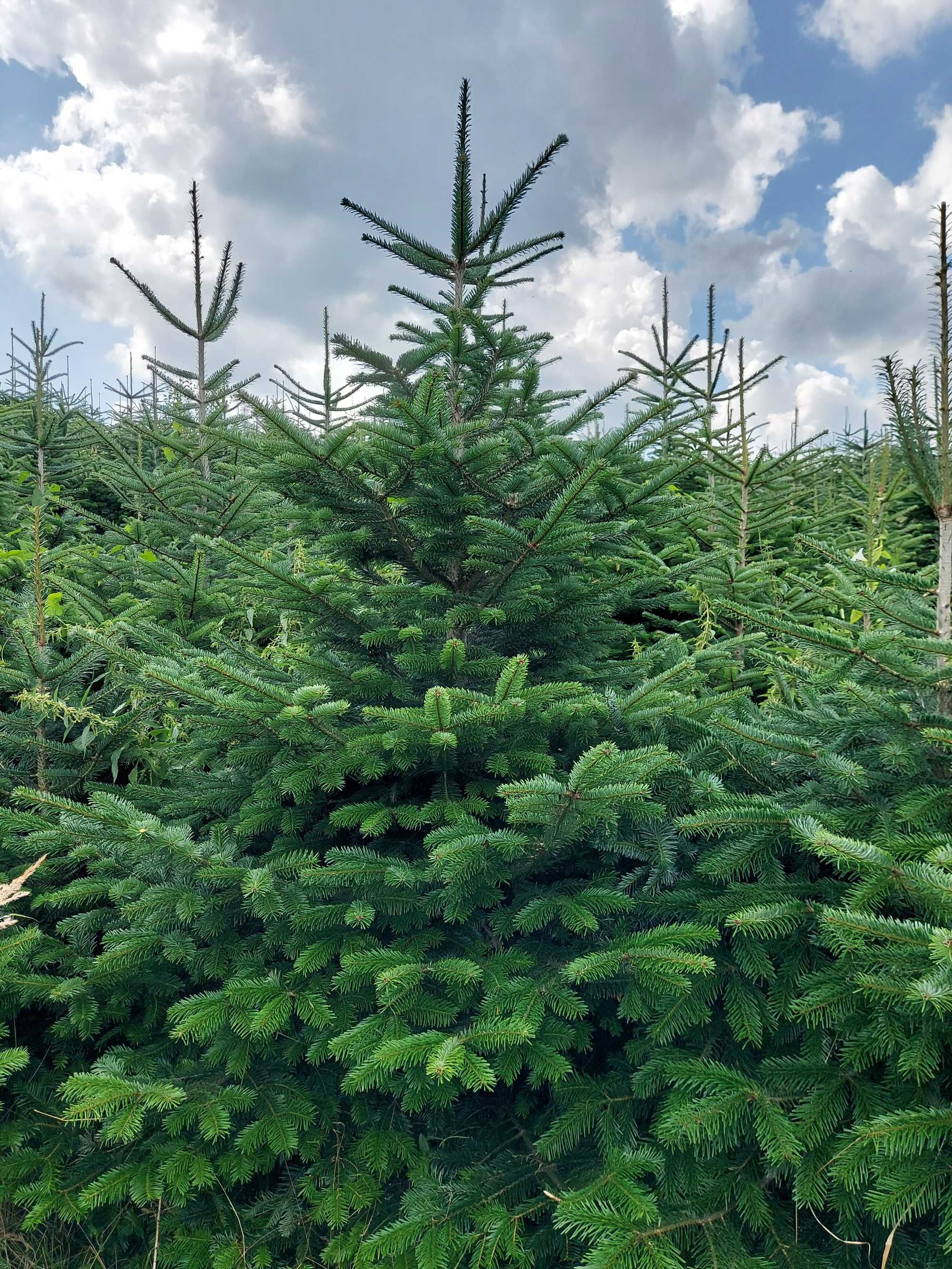 Jodła Kaukaska Świerk Srebrny Hurt Detal Producent Atrakcyjna Cena