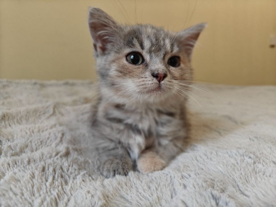 Кошеня в добрі руки