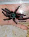 Caribena Versicolor Samiec i Psalmopoeus irminia Samiec  za darmo