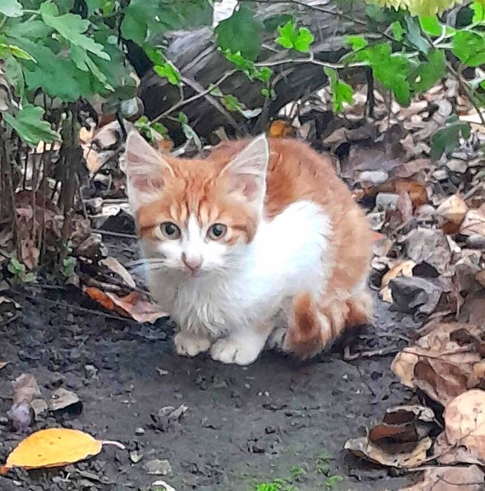 Маленька дівчинка в добрі руки
