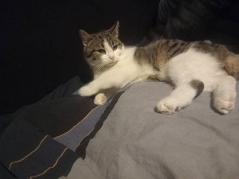 Oddam kocurka 4 miesiecznego