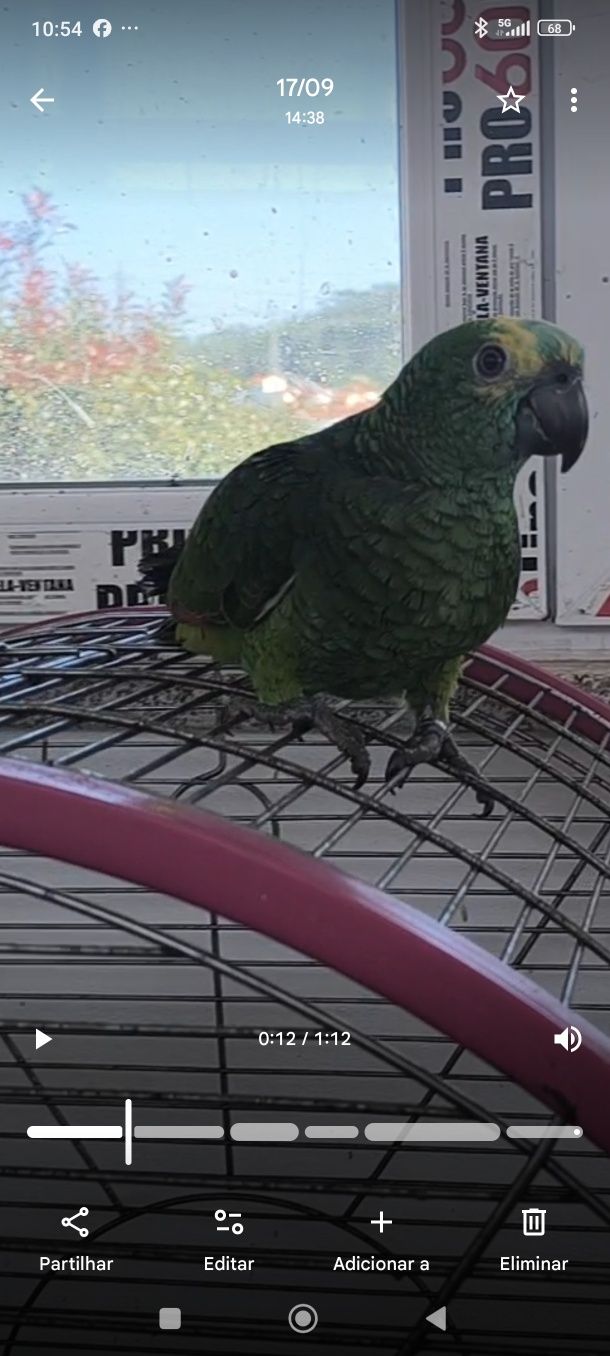 Papagaio Amazona aestiva