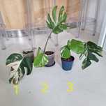 Monstera variegata