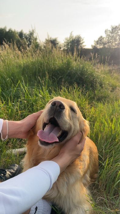 COLTRIEVER - mix Border Collie + Golden Retriever