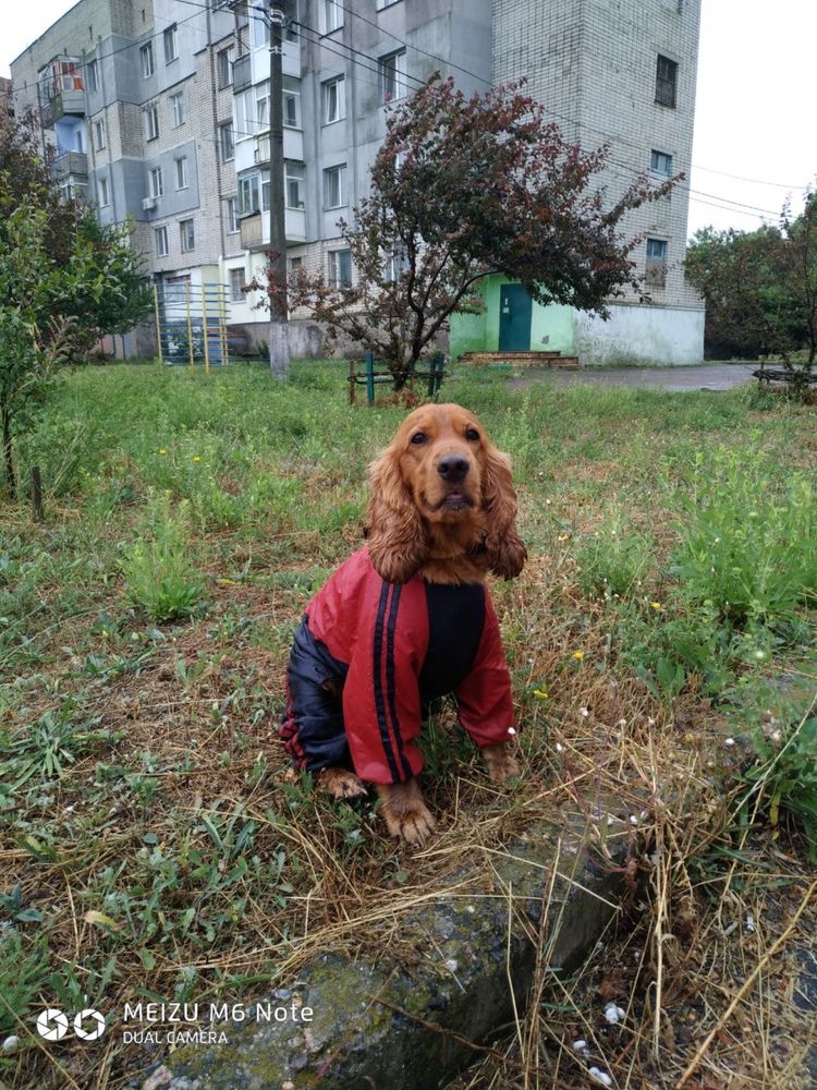 Мальчик ищет невесту для вязки