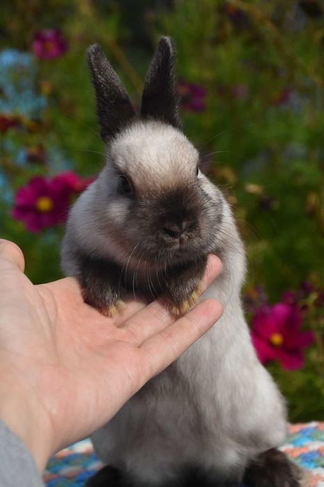 Karzełek niderlandzki / do kg w dorosłości