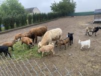 Sprzedam owce kamerunskie i kozy miniaturowe