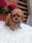 Pudel toy piesek red