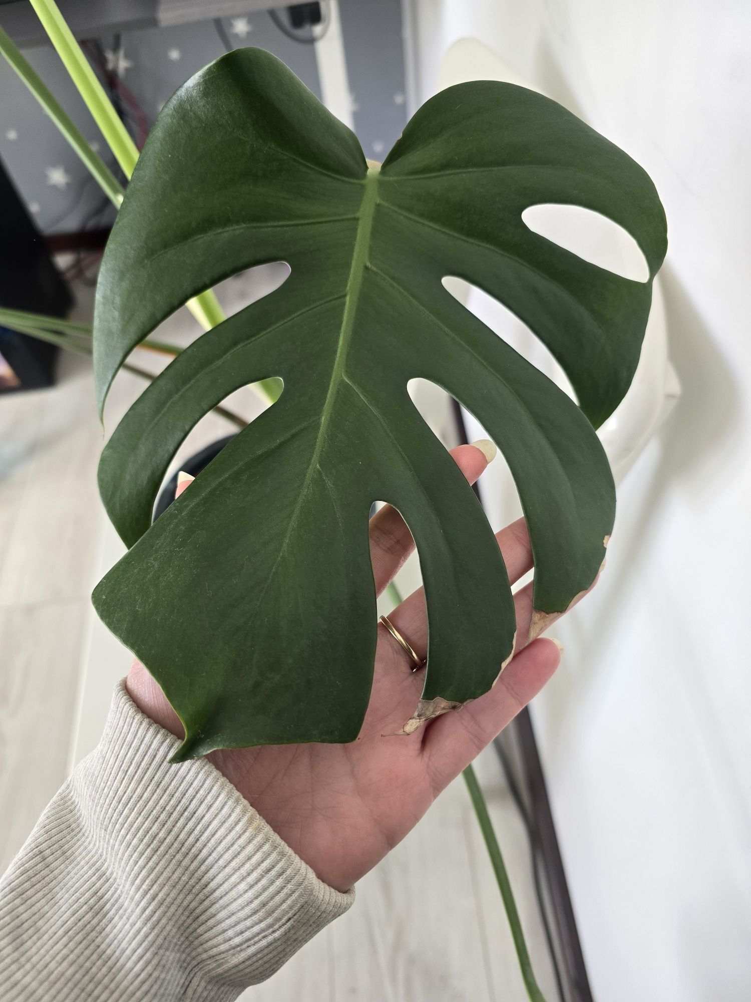 Monstera Deliciosa Big form, duża dorosła roślina 90cm wysokpsc, 110cm