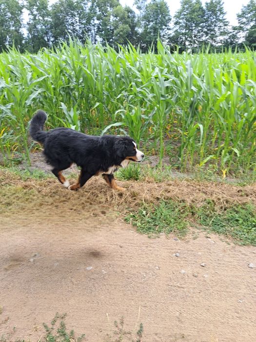 Bernanski pies pasterski