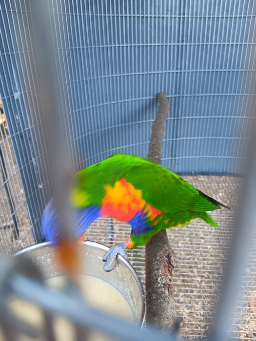 Loris para criara a mão