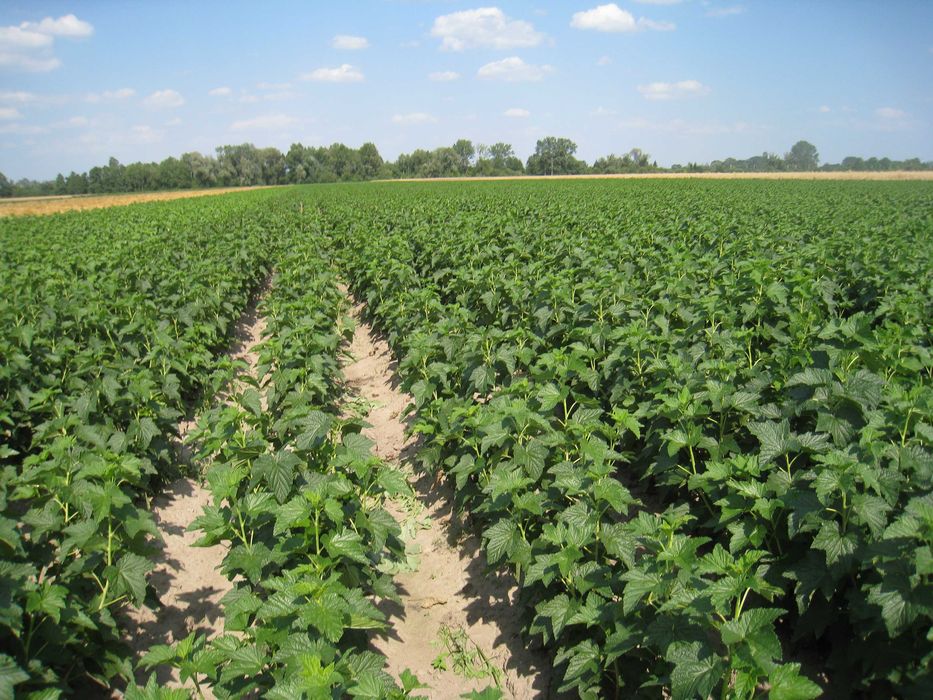 Sadzonki porzeczek czarnych LICENCJA PASZPORT JESIEŃ 2026 TISEL TIHOPE