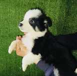 Border collie Femea
