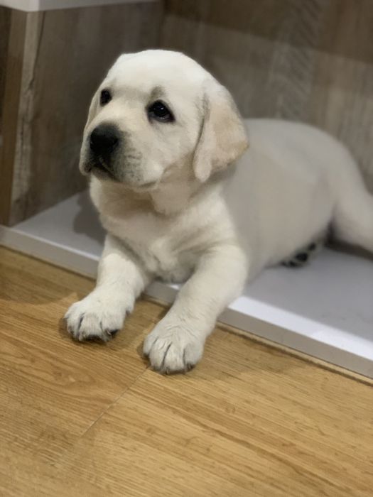 Лабрадор Ретривер Предлагается для Вязки