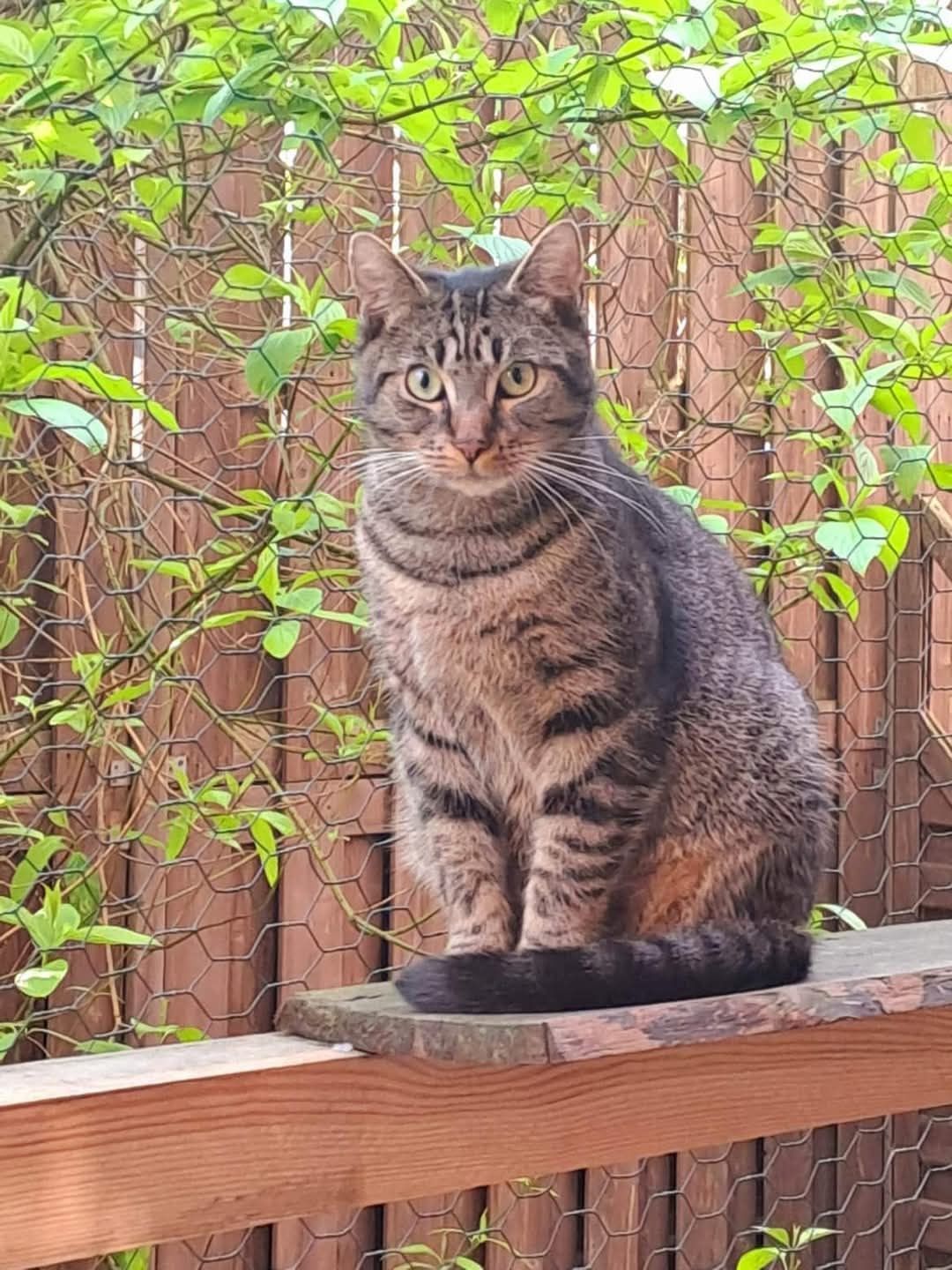 Kocie buraski Jeremiś i Arielka do adopcji